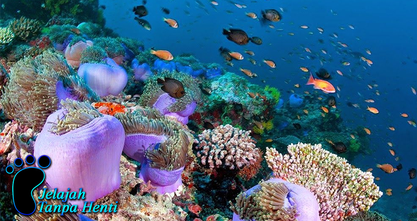 Kepulauan Maladewa Surga Terumbu Karang