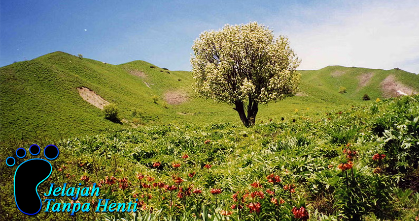 Fakta Menarik Tentang Flora di Lesotho